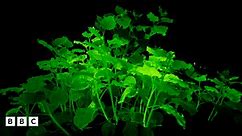 Glow in the dark plants and other bioluminescent creatures
