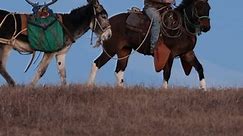 Longears / mule deer Our 3 year old mammoth donkey and our 5 year old mule packing out a great muley buck @steventurner4693 #horses #horse #mules #mulesofinstagram #bishopmuledays #reining #saddlemule #horsestory #longear #muledays #donkey #westernriding #mammothdonkey #jackdonkey #mammothjack #cowboy #westerntraining #longears #mulecolt #americanjackstock #ranchhorse #donkeyjack #horsemanship | Hanging Horses