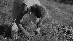 À la découverte des herbes de Provence en 1969