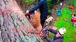 400 year old tree and the longest chainsaw I've ever used#logging #loggingvideos #lumberjack