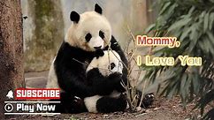Baby Panda Feels Happy When Mom Is Around | iPanda