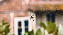 This Simple Hack Gets Rid of Spiders from Windows Once and for All