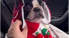 Looking So Cute 🥰🥰 . . #bostonterrier #bostonterrierpuppy #bostonterrierlove #bostonterriersofinstagram #bostonterrierlover #babiesofinstagram #bostonterriersoftiktok #dog #dogphotography #bostonterriersforever #doglover #dogslife #dogsofinsta #funnymeme #funnyanimals #funnymoments #funnydogs #funnyvideos #funnyreels #petlovers #petfriendly #petstagram #petsofinstagram #beauty #Awesome #amazingvideo | Boston Terrier Lovers