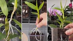 Best techniques to repotting orchid in pot #orchid