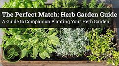 The Perfect Match: Herb Garden Guide - A Guide to Companion Planting Your Herb Garden