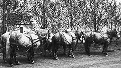 Hidden History: Cars will not replace horses