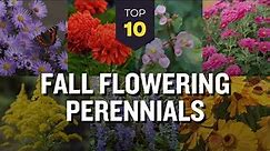 TOP 10 Fall Flowering Perennials 🍂🌸 Blooming Autumn Garden 🌅🌼