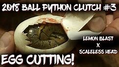 Egg cutting! Ball Python Clutch #3