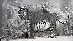 Why did the Caspian Tiger Go Extinct?