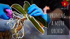 Phalaenopsis Orchid with long Stem (neck) - Pruning & Repotting | Orchid Care for Beginners