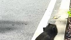 Cute Monkeys #zoo #LoveChallenge #art #naturephotography #funnyshorts #apexlegends #primates #animalphotography #cutenessoverload #memepage #monkeylove #traveldiaries #photoofthedayseptember #monkeymemes #PrimatesAreNotPets #monkeyseemonkeydo #dankmemes #animalloversunite #gorillaglue #monkeyfacechallenge | Monkey Kingdom 01