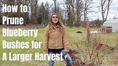 How to Prune a Blueberry Bush for a Larger Harvest