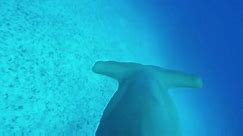 Great hammerhead sharks swim on their side to reduce transport...