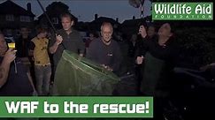 24 Geese Lost in Driveway get saved by Surprised Rescuers