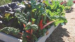 Do-It-Yourself Raised Bed Construction and Vegetable Gardening Online Workshop