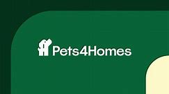 Pomeranian dogs for adoption | Pets4Homes