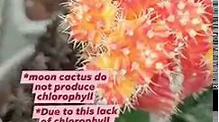What you need to know before having or buying a "moon cactus"? * Also known by the common names ruby ball cactus, star flowered cactus, and red cap. * Moon cacti are typically mutants that do not produce chlorophyll, which is why they have such vivid colors. * Due to this lack of chlorophyll, they must be grafted onto a rootstock cactus to survive. * The moon cactus is most commonly grafted with Hylocereus undatus (dragon fruit), but it can be combined with a green cactus of any species; Cereus 