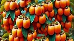 Skills in planting persimmon trees to harvest more fruits #persimmon #gardening #bhfyp #nutrition #fruitlover #fruits #fitness #fruitgarden #shortsfeed #instagram #tree #fruittree #fruittrees #grafting #reelsvideo #shortsreels #shortsviral #garden #shortsvideo #satisfying #fruit #shots #reelsfb #fruitsalad #freshfruit #agriculture #trees | Tree Garden