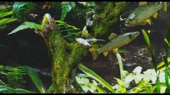 Aquarium Fish Relaxing Video - Aquarist - Freshwater - Saltwater - Tropical