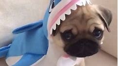 Pug Dresses In Shark Outfit
