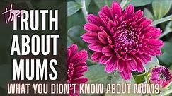 🌸🌸🌸 THE TRUTH about Mums! 2021 || How To Reuse Fall Mums || Mums Plant Care || Chrysanthemum