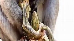 Close up of the birth process of mother monkey. Mother monkey gives birth hard 😥