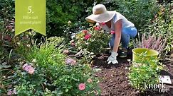 KNOCK OUT 1 Gal. Easy Bee-zy Knock Out Rose Bush with Yellow Flowers 13175