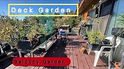 Vegetable Deck Gardening on Balcony in Small Spaces Container Gardening TIPS in Pot Tote & Buckets