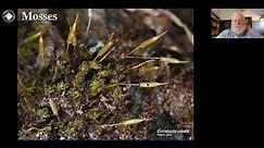 Bryophytes Module 3: How to identify mosses
