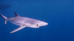 Les requins sous haute protection en Méditerranée