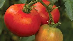 When to Harvest Tomatoes for the Best Flavor