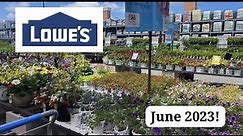 Lowes Garden Center Inventory/ Proven Winners Summerific Hibiscus!