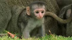 These Adorable Baby Monkeys Are So Playful! | Cheeky Monkey | BBC Earth