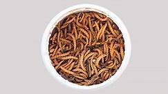 How to Store Mealworms