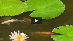 Relaxation Video - Lotus Pond for Relaxing and Mediation and Mindfulness