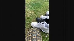 Tommy the Tortoise vs. Black and White Shoes