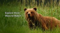 Stream Classic PBS NATURE Episodes - Nature