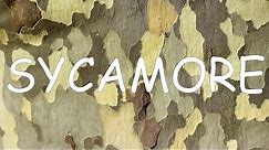 How to identify sycamore (Platanus occidentalis) | TREE ID #8