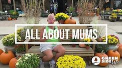 All About Mums | Fall Mums | How to Care for Mums
