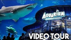Downtown Denver Aquarium | Video Tour