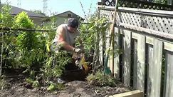 How To Plant A Cedar Tree-Landscaping Tutorial