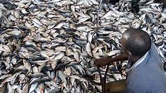Angola Fish Industry