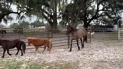 Some of our adoptable mustang... - Wild Horse Rescue Center