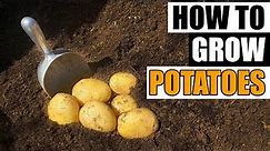 How To Grow Potatoes - The Definitive Guide