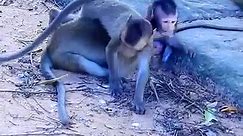 Funniest smallest baby monkey stronger with good brother