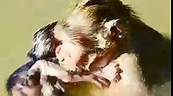 Almost drown in deep water - Poorest baby monkey was drowning by young mom wrong bring her swim in deep water