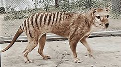Footage of last-known surviving Tasmanian tiger remastered and released in 4K colour