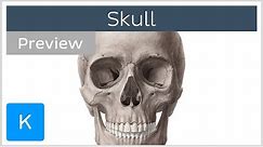 Skull: anterior and lateral views (preview) - Human Anatomy | Kenhub