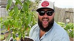 Half Priced Lowe’s Container Citrus Trees! | Texas Garden Guy