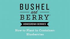 BUSHEL AND BERRY 2.5 Qt. Bushel and Berry Pink Icing Blueberry Live Plant HD2040